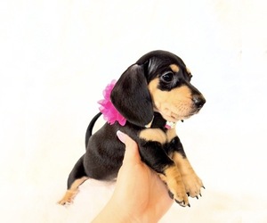 Dachshund Puppy for Sale in DAVIS, California USA