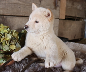 Shiba Inu Puppy for sale in HONEY BROOK, PA, USA