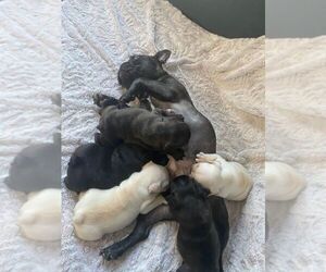 Mother of the French Bulldog puppies born on 04/18/2021