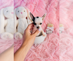Small #4 Chihuahua