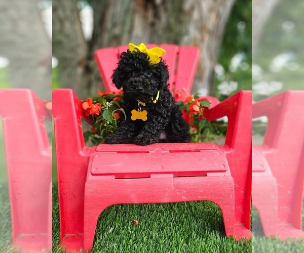 Medium Photo #3 Poodle (Toy) Puppy For Sale in INDIANAPOLIS, IN, USA