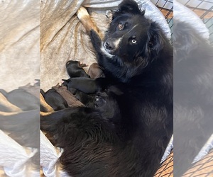 Australian Shepherd Puppy for sale in ROSE HILL, NC, USA