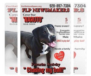 Naruto - Male American Staffordshire Terrier Dog for Adoption - Photo #2