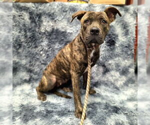 Mutt Dogs for adoption in Long Beach, CA, USA