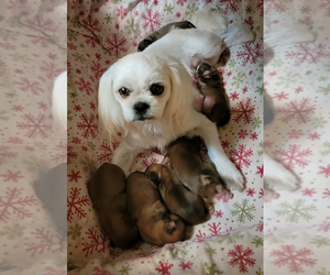 Mother of the Shih Tzu puppies born on 07/17/2025