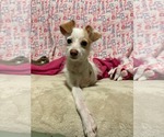 Small Chi-Poo (Toy)