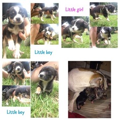 Australian Shepherd-Chihuahua Mix Dogs for adoption in MILTON, FL, USA