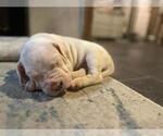 Small Photo #27 Dogo Argentino Puppy For Sale in BROOMALL, PA, USA