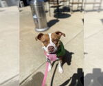Small #2 American Staffordshire Terrier Mix