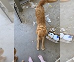 Small Photo #1 Golden Retriever Puppy For Sale in EXETER, CA, USA