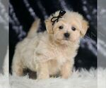 Small #1 Maltipoo (Miniature)