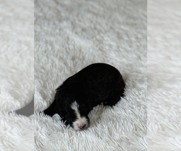 Medium Photo #100 Bernedoodle Puppy For Sale in BELMONT, NC, USA