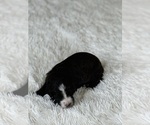 Small #99 Bernedoodle
