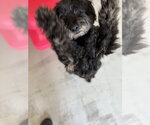 Small #2 Maltese Mix