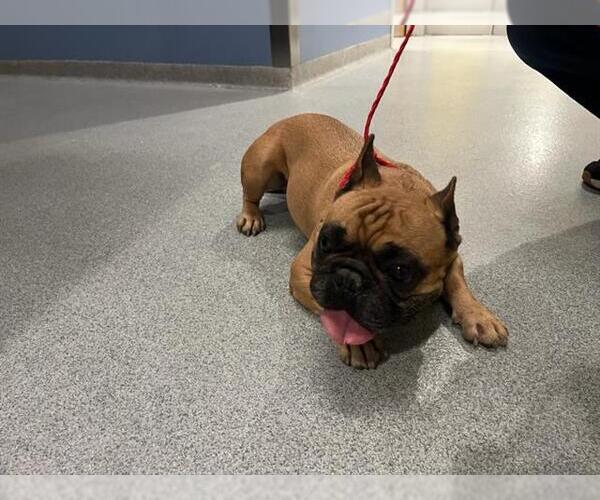 Medium Photo #1 French Bulldog Puppy For Sale in Orange, CA, USA