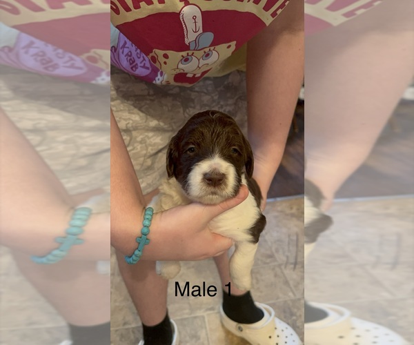 Medium Photo #7 Goldendoodle Puppy For Sale in SPARTANBURG, SC, USA