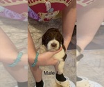 Small #6 Goldendoodle