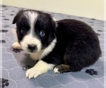 Puppy Girl 2 Australian Shepherd