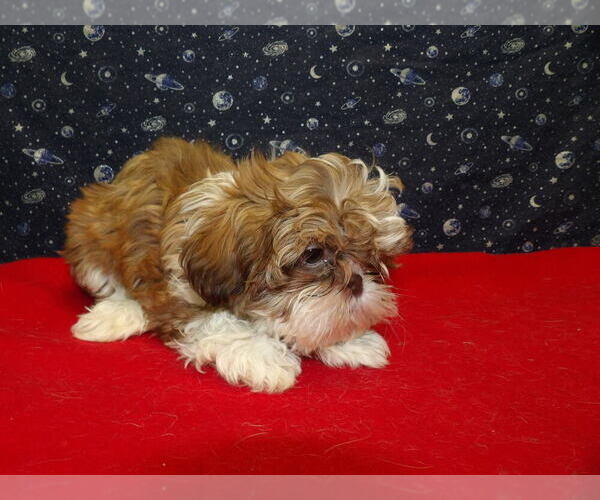 Medium Photo #11 Shih Tzu Puppy For Sale in PATERSON, NJ, USA