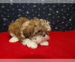 Small Photo #11 Shih Tzu Puppy For Sale in PATERSON, NJ, USA