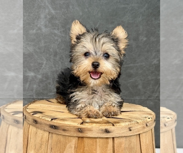 Medium Photo #12 Yorkshire Terrier Puppy For Sale in OCALA, FL, USA