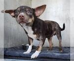 Small Chihuahua Mix