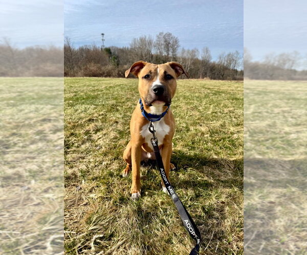 Medium Photo #6 Mutt Puppy For Sale in Gloversville, NY, USA