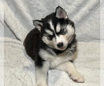 Small Photo #8 Siberian Husky Puppy For Sale in ALTON, IL, USA