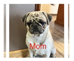Mother of the Pug puppies born on 04/22/2023