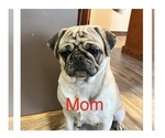 Small Photo #1 Pug Puppy For Sale in BROWNDALE, PA, USA