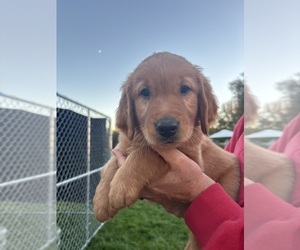 Golden Retriever Puppy for sale in SHINGLE SPRINGS, CA, USA