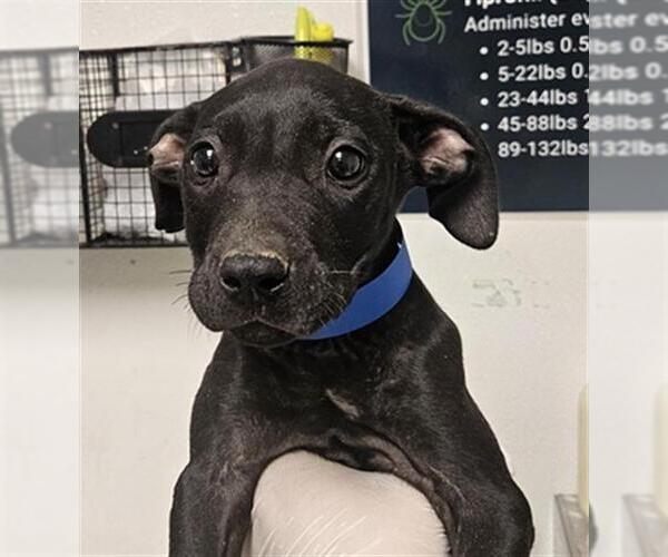 Medium Photo #1 Mutt Puppy For Sale in Bakersfield, CA, USA