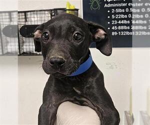 Mutt Dogs for adoption in Bakersfield, CA, USA