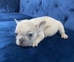 Small #42 French Bulldog