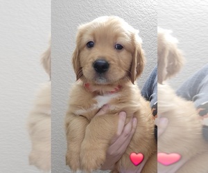 Golden Retriever Puppy for sale in GOODYEAR, AZ, USA