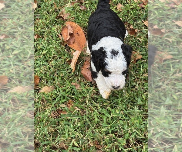 Medium Photo #9 Bernedoodle (Miniature) (+ Poodle Miniature) Puppy For Sale in TRAVELERS REST, SC, USA