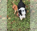 Small Photo #9 Bernedoodle (Miniature) (+ Poodle Miniature) Puppy For Sale in TRAVELERS REST, SC, USA