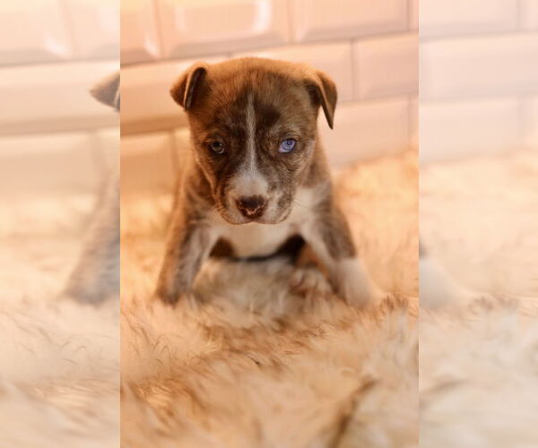 Medium Photo #3 Bulldog-Unknown Mix Puppy For Sale in Duluth, MN, USA