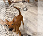 Small #2 Airedale Terrier Mix