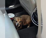 Small Chihuahua