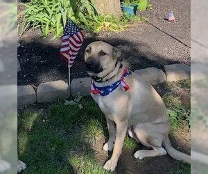 SINBAD Low Fee!  In PA!! - Male Mountain Cur-Rhodesian Ridgeback Mix Dog for Adoption - Photo #4