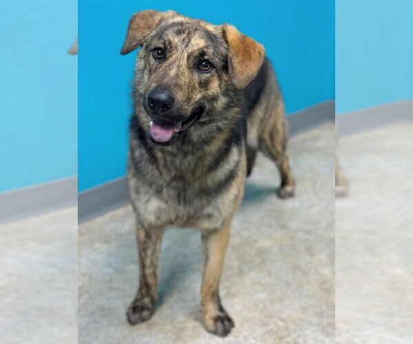 Medium Photo #9 Plott Hound-Unknown Mix Puppy For Sale in Grafton, WI, USA