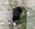 Small #8 Miniature Australian Shepherd