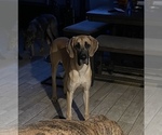 Small Photo #12 Great Dane Puppy For Sale in INVER GROVE HEIGHTS, MN, USA