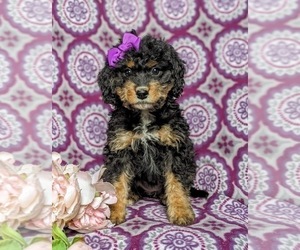 Bernedoodle Puppy for sale in GLEN ROCK, PA, USA