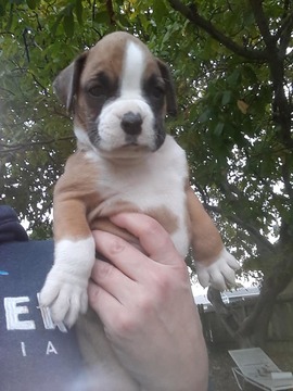Medium Photo #3 Boxer Puppy For Sale in KENNEWICK, WA, USA