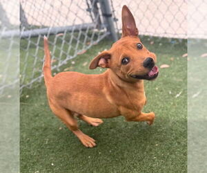 American Pit Bull Terrier-Labrador Retriever Mix Dogs for adoption in Texas City, TX, USA