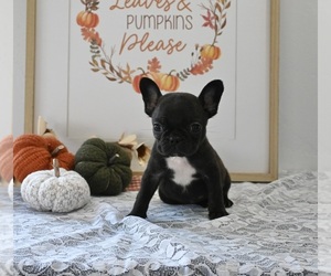 Faux Frenchbo Bulldog Puppy for sale in MILLERSBURG, OH, USA