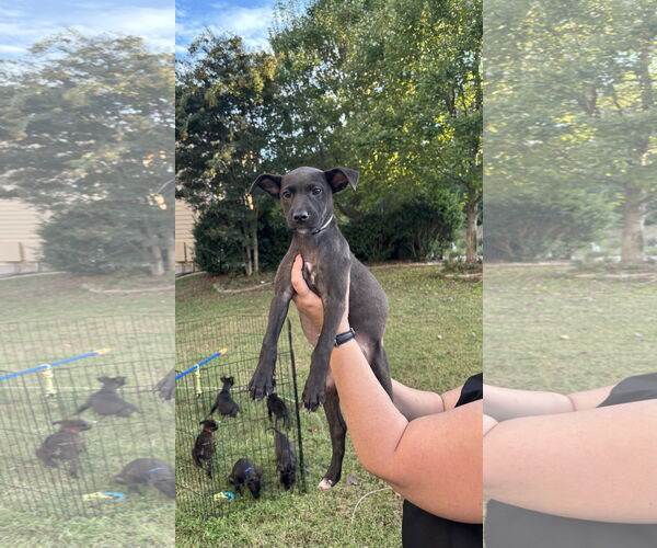 Medium Photo #7 Labrador Retriever-Unknown Mix Puppy For Sale in Holly Springs, NC, USA