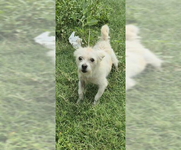 Medium Photo #1 Mutt Puppy For Sale in San Antonio, TX, USA